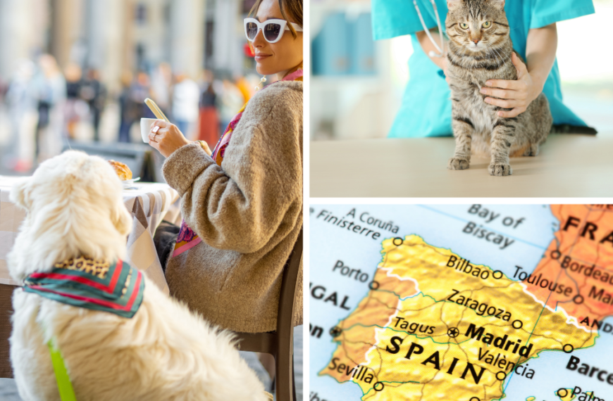 An Expat’s Path To A Pet-Friendly Spanish Experience